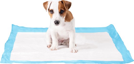 Jack Russell puppy zittend op een witte P-PAD met blauwe rand.