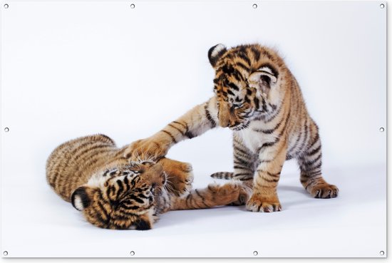 Spelende tijgerwelpjes Tuinposter 60x40 cm - Foto op Tuinposter (tuin decoratie)