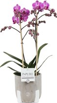 Orchidee van Botanicly – Vlinder orchidee met een grijze rustieke keramische pot als set – Hoogte: 45 cm, 2 takken, roze bloemen – Phalaenopsis Vienna