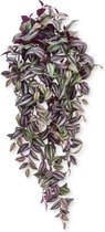 Tradescantia hangplant 100 cm paars
