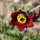 6 x Pulsatilla Vulgaris 'Rubra' - Wildemanskruid Pot 9x9 cm - Roodbloeiende Vaste Plant