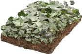 Covergreen kant-en-klare plantenmat Klimop (Hedera)