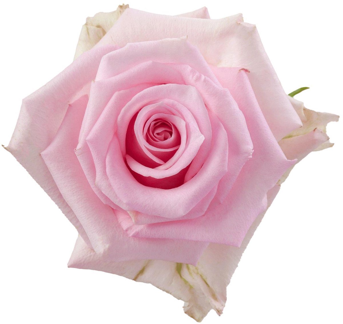 10x Rosa jessika 60cm