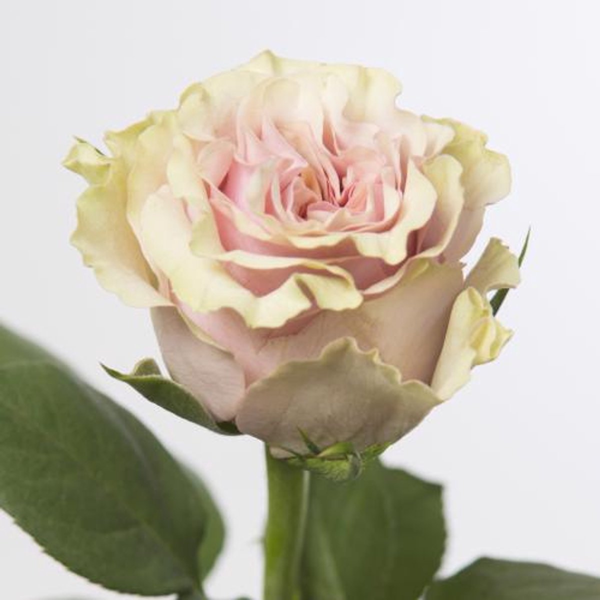 10x Rosa mabella 40cm