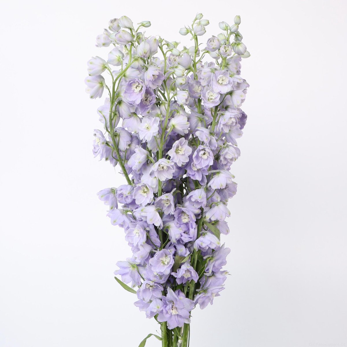 10x Delph.triton lavender 80cm