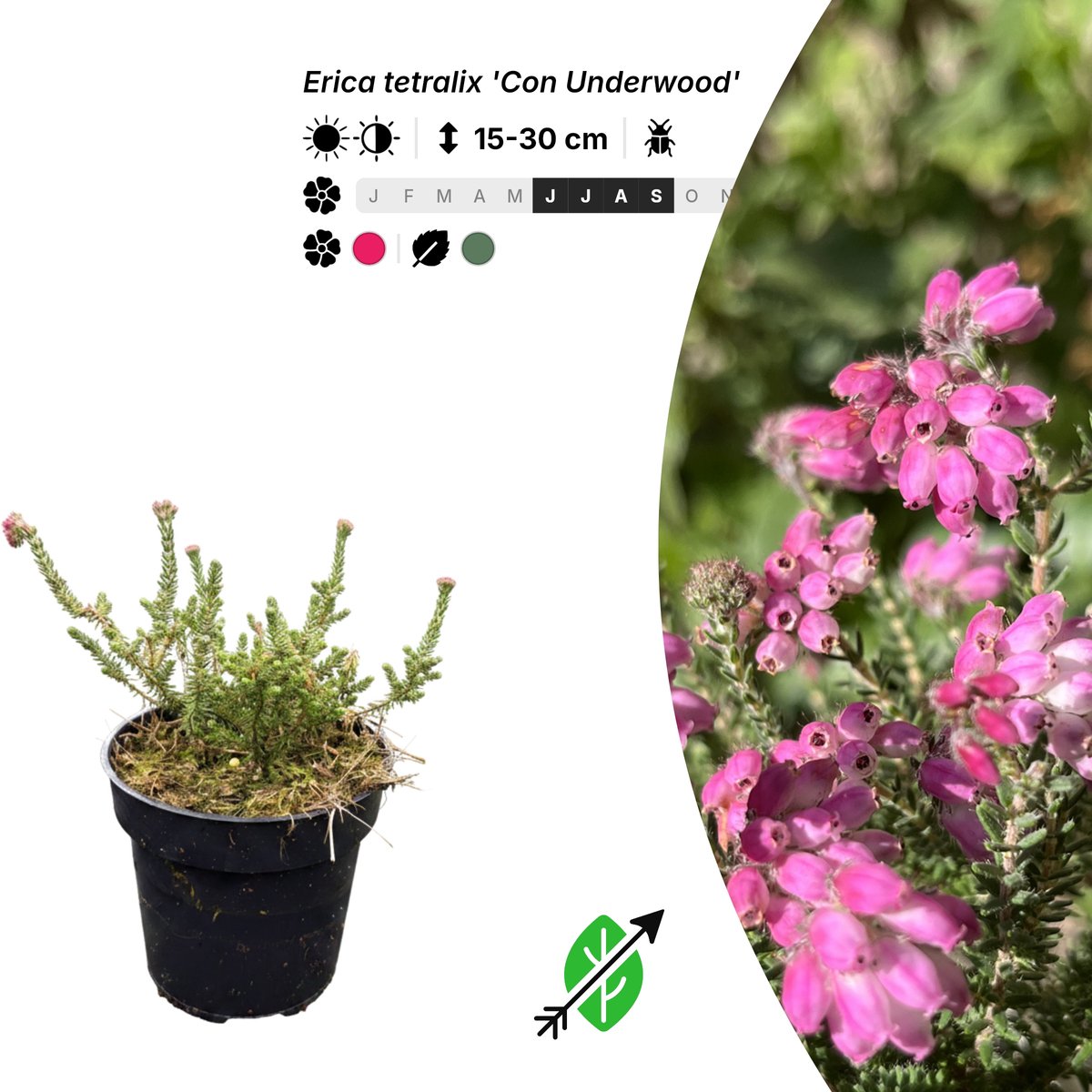 Singleplants - 6x Erica tetralix 'Con Underwood' - Pot P9,5 - bodembedekker - winterhard tot -20°C