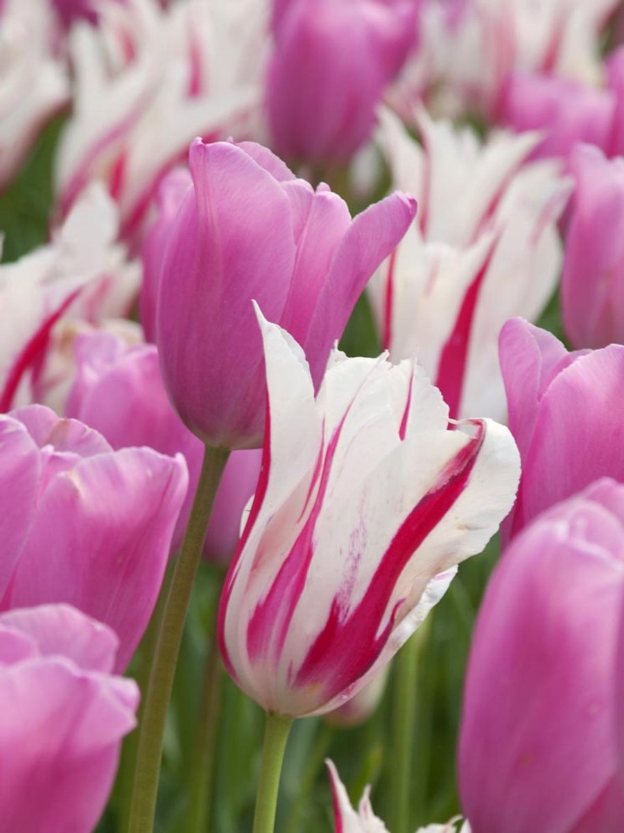 15x Tulpen 'Marilyn en mistress gemengd' - BULBi® Bloembollen met bloeigarantie