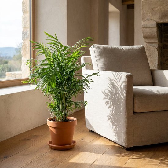Chamaedorea Elegans palm in terracotta pot op een houten vloer naast een beige fauteuil bij een raam.