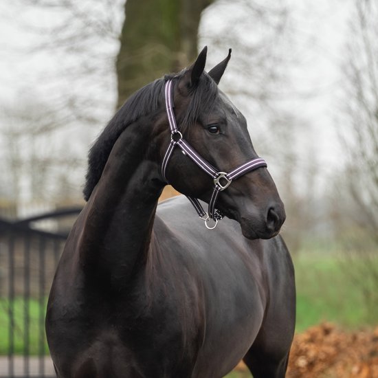 Zwart paard draagt een paars halster met zilverkleurige gespen.