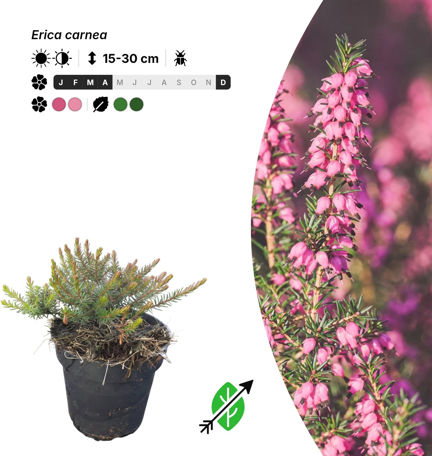 Singleplants - 6x Erica carnea - Pot P9,5 - bodembedekker - winterhard tot -25°C