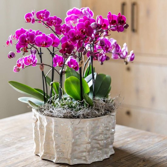 Weelderige paarse Phalaenopsis-orchidee in een crèmekleurige, getextureerde keramische pot.
