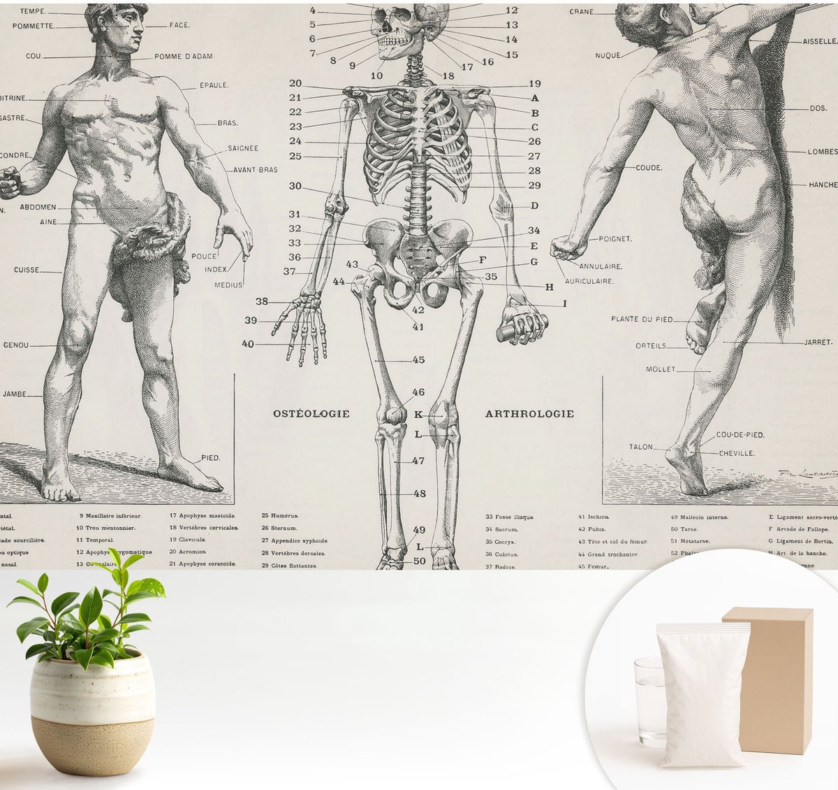 Wallfluent Fotobehang - Zwart Vliesbehang - 104x70 cm - Klassieke Anatomie Fotobehang Vlies - Hal behang Anatomie - Muurschildering - Woonkamer behang