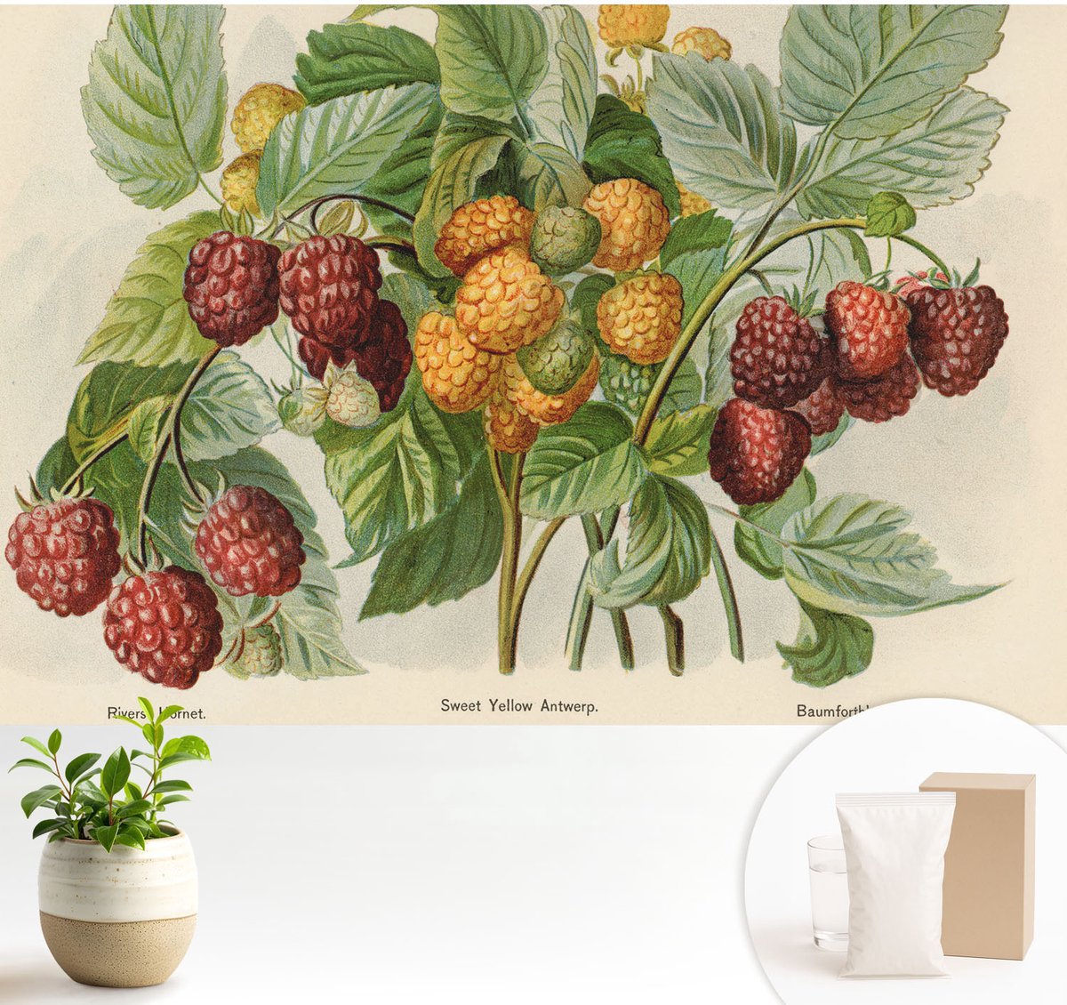 Wallfluent Fotobehang - Groente Vliesbehang - 104x70 cm - Klassieke Frambozen Fotobehang Vlies - Woonkamer behang Bloemen En Planten - Muurschildering - Woonkamer behang
