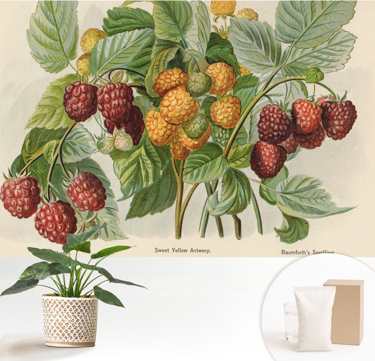 Wallfluent Fotobehang - Groente Vliesbehang - 152x104 cm - Klassieke Frambozen Fotobehang Vlies - Hal behang Bloemen En Planten - Muurschildering - Woonkamer behang