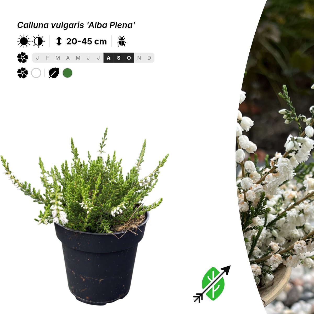 Singleplants - 20x Calluna vulgaris 'Alba Plena' - Pot P9,5 - bodembedekker - in bloeiperiode