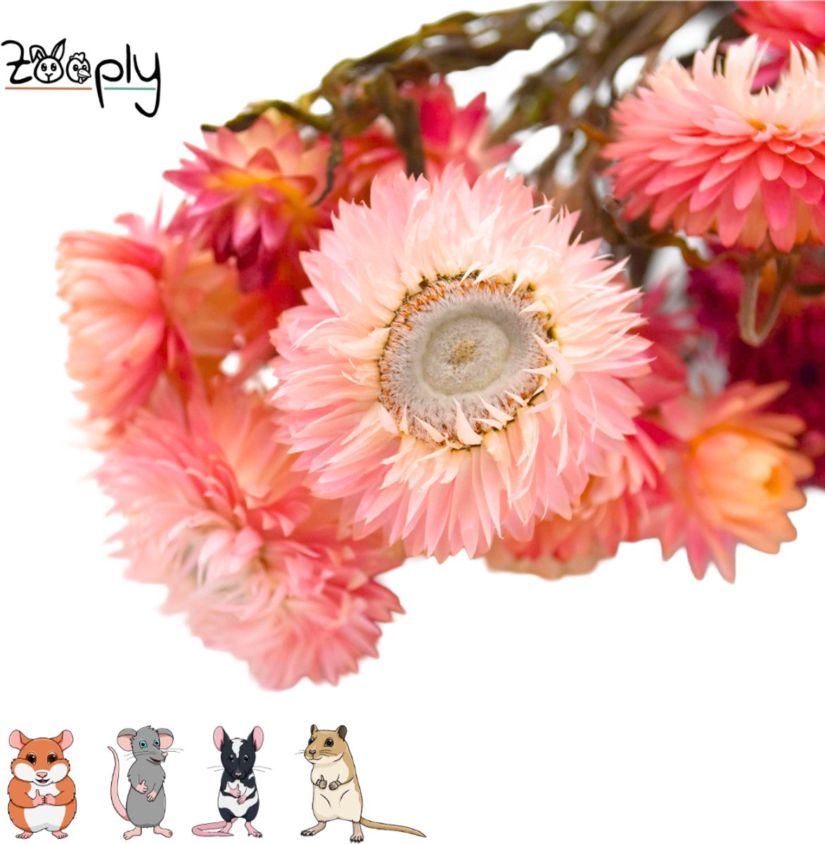 Zooply Strobloem - Roze - 70 gram - in koker