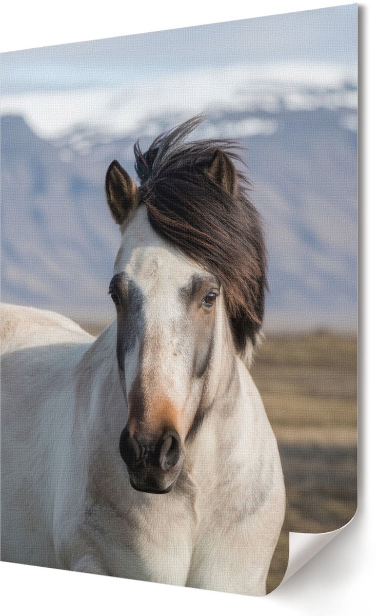 Coloray Polycanvas Wandposter - Een Paard Met Een Manen, Fotografie - 594 x 840 - Wit Motief - Rechthoek - Wandkunstwerk - Slaapkamer - Rustiek