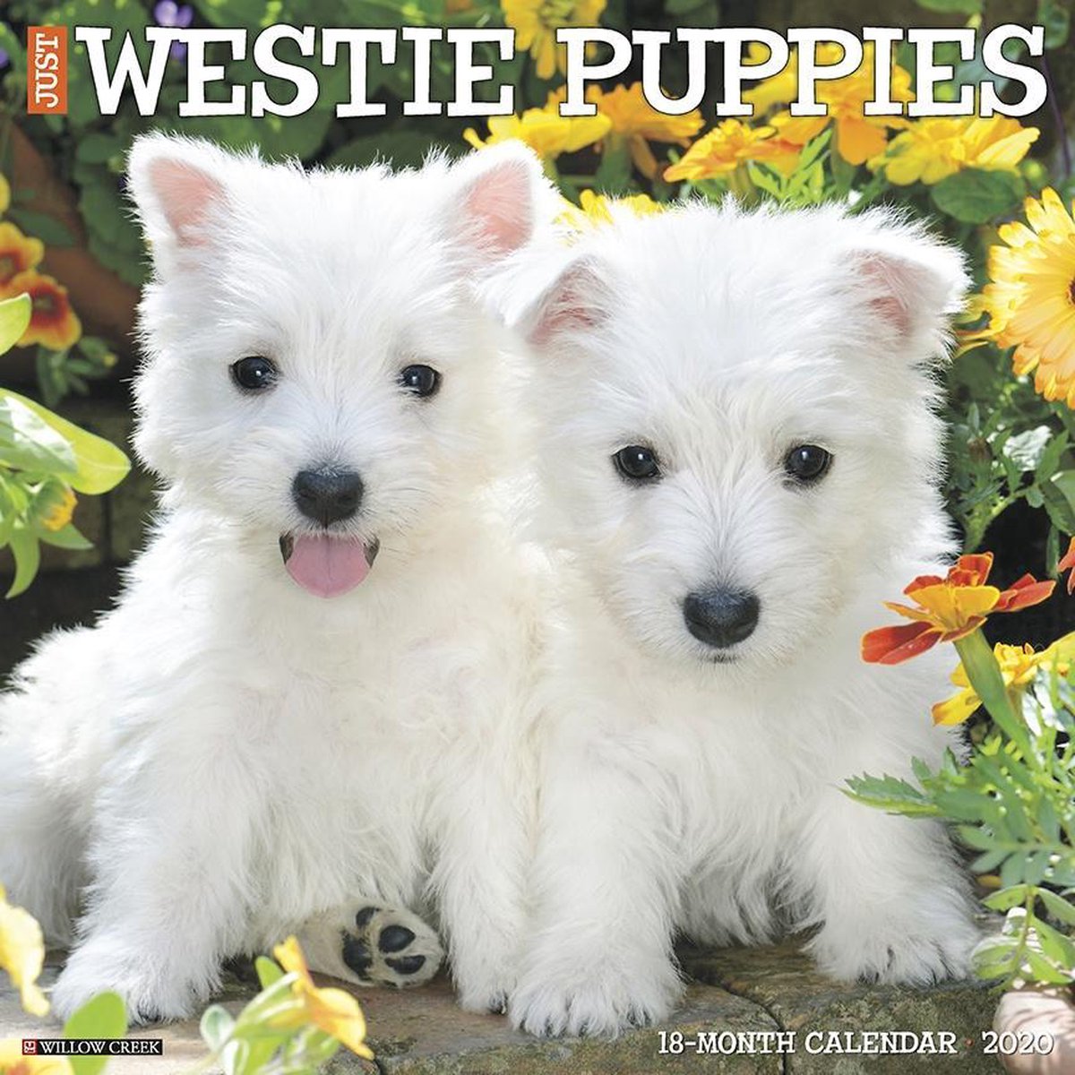 West Highland White Terrier Puppies Kalender 2020