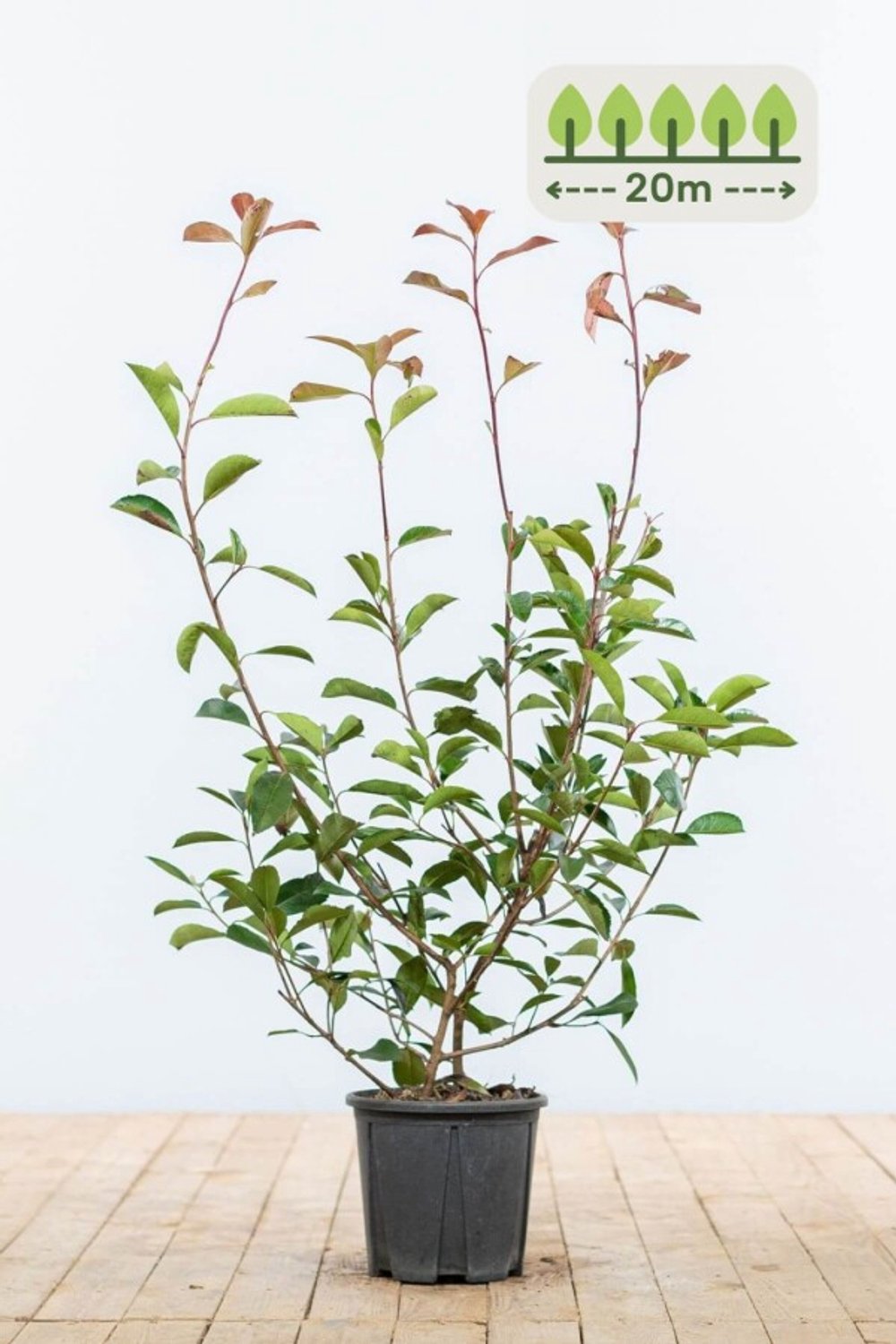 Photinia fraseri 'Red Robin' 60-80 cm voor 20 meter - 60st. Photinia fraseri 'Red Robin'