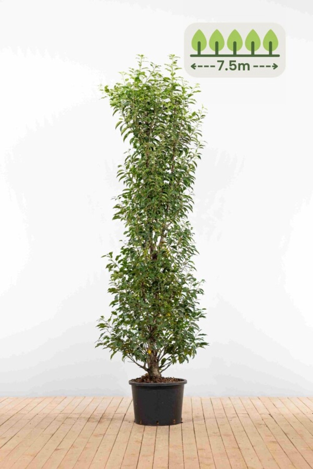 Portugese laurier 175-200 cm voor 7.5 meter - 15st. Prunus lusitanica 'Angustifolia'