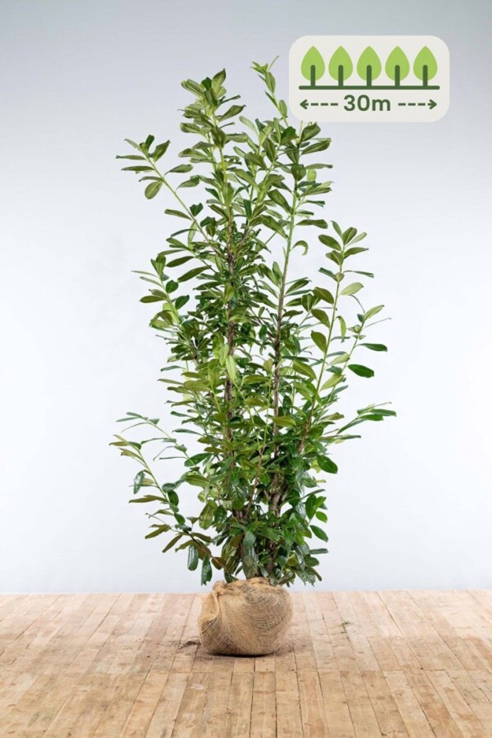 Laurier 'Novita' 200-225 cm voor 30 meter - 45st. Prunus laurocerasus 'Novita'