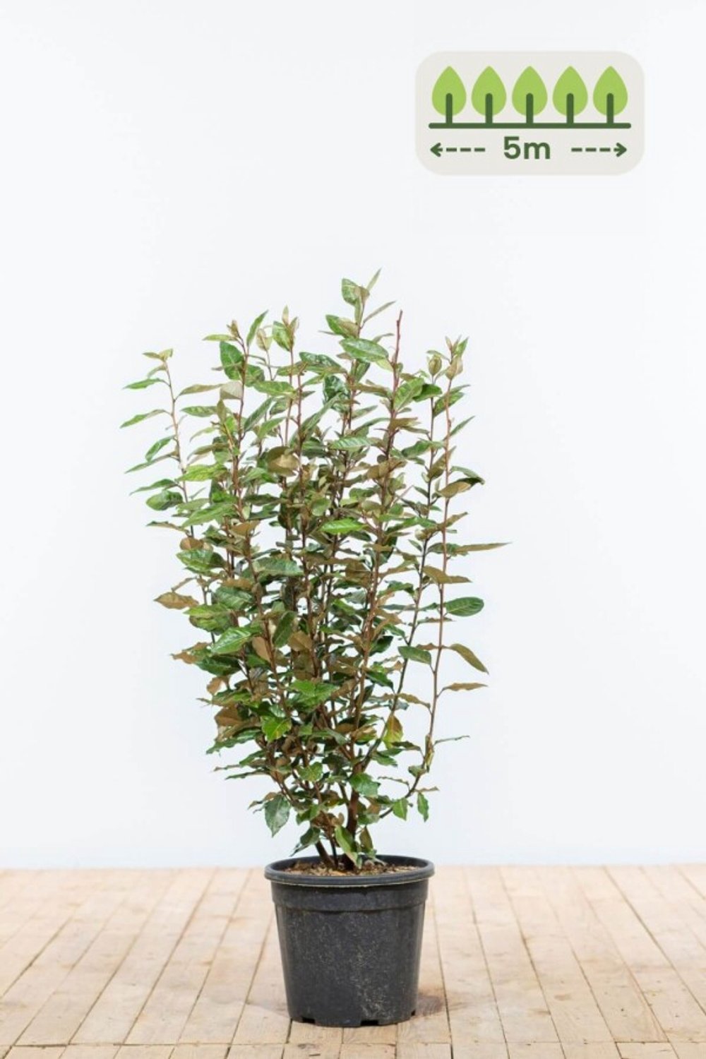 80-100 cm voor 5 meter - 15st. Elaeagnus ebbingei