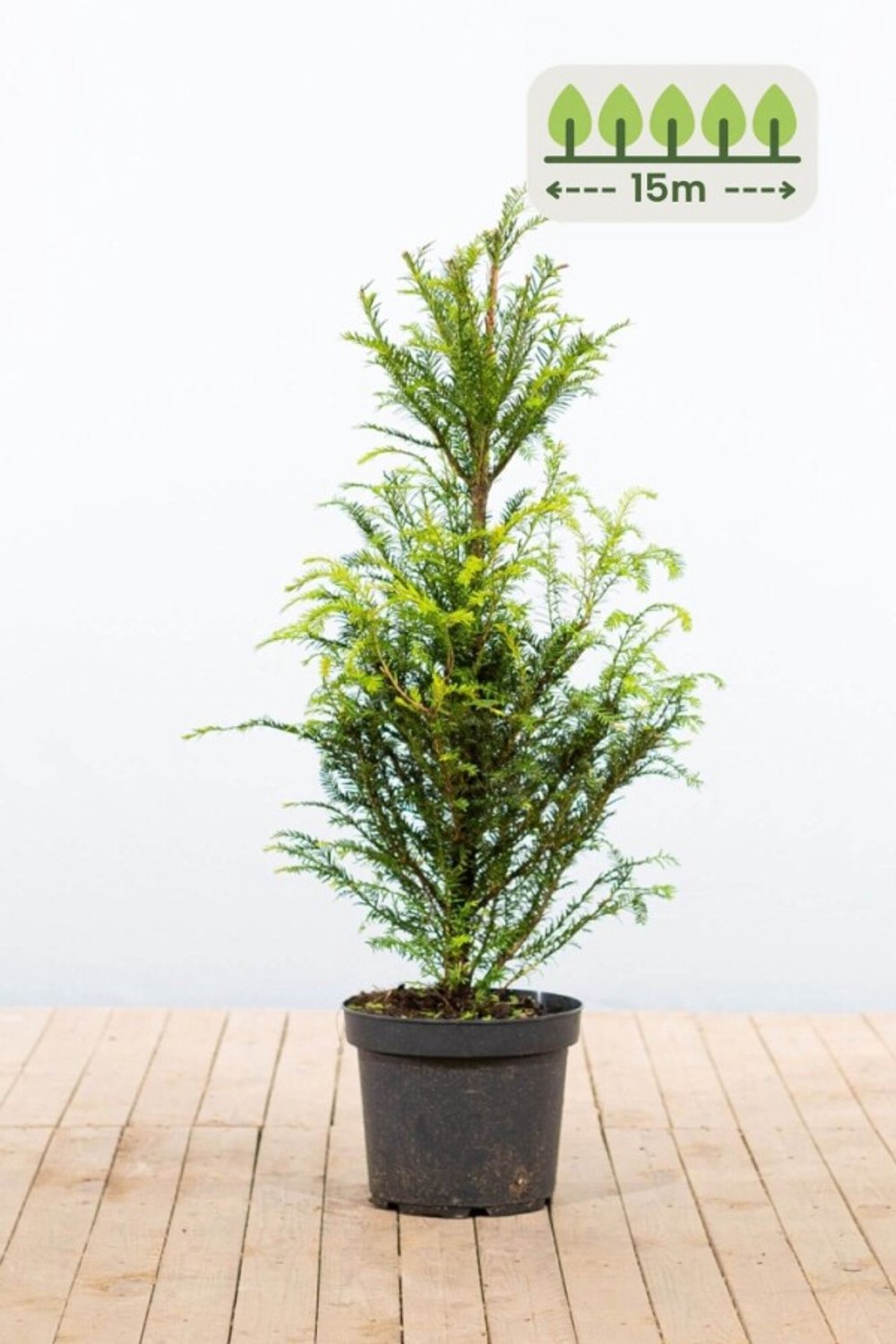Taxus Baccata 80-100 cm voor 15 meter - 45st. Taxus baccata