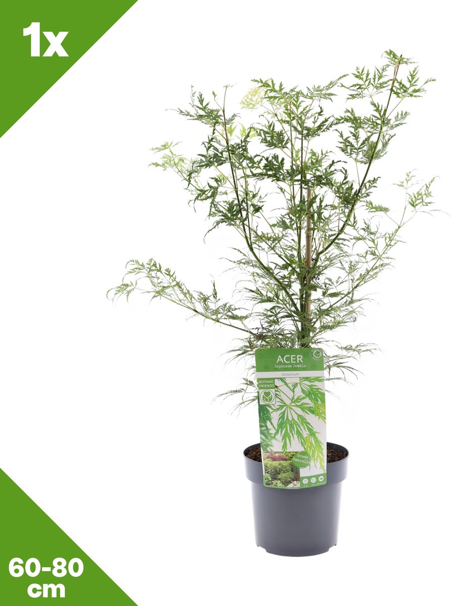 GARDENZO - 1x Acer palmatum 'Dissectum' (Japanse esdoorn), P19, 60-80 cm - Winterhard