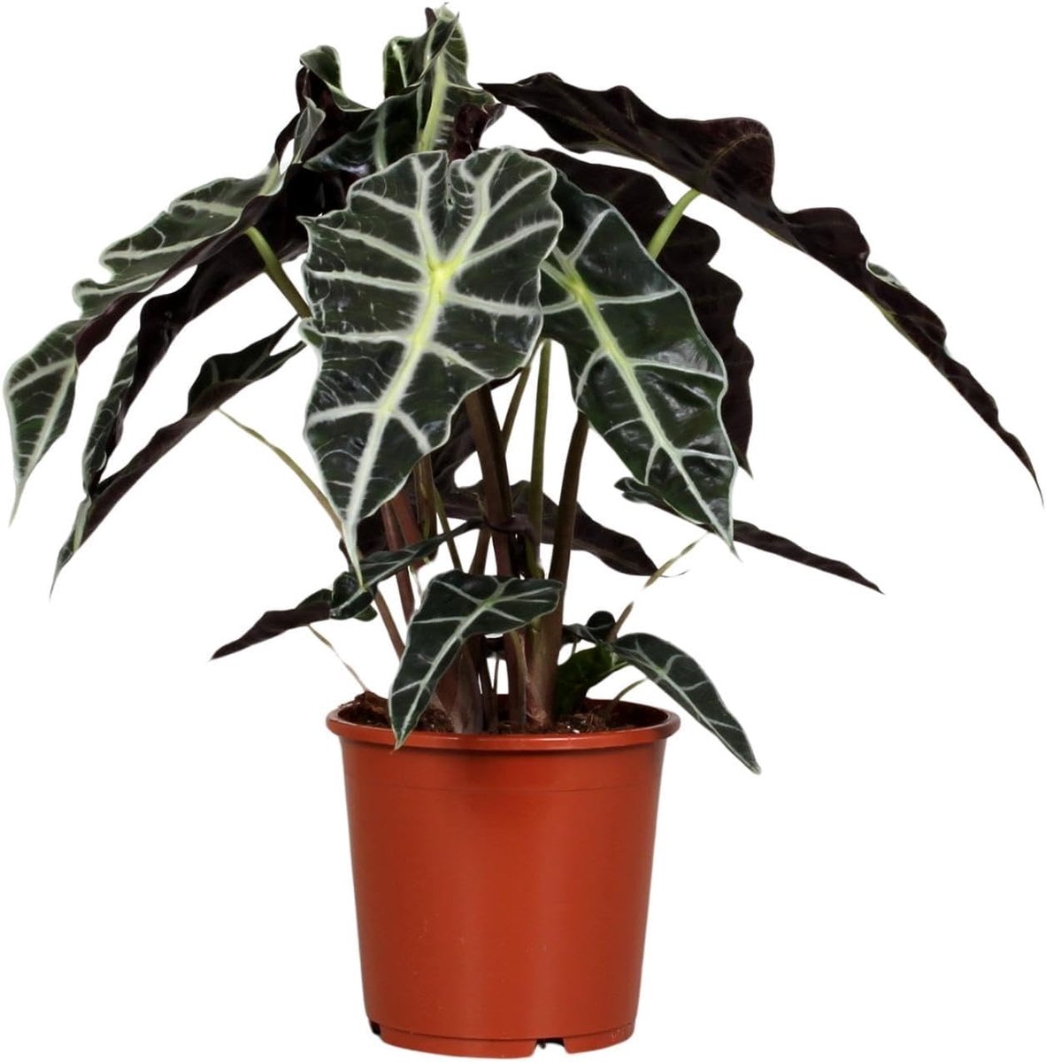 Polly - 35-45cm - Ø17cm - Kamerplant - Groenblijvend