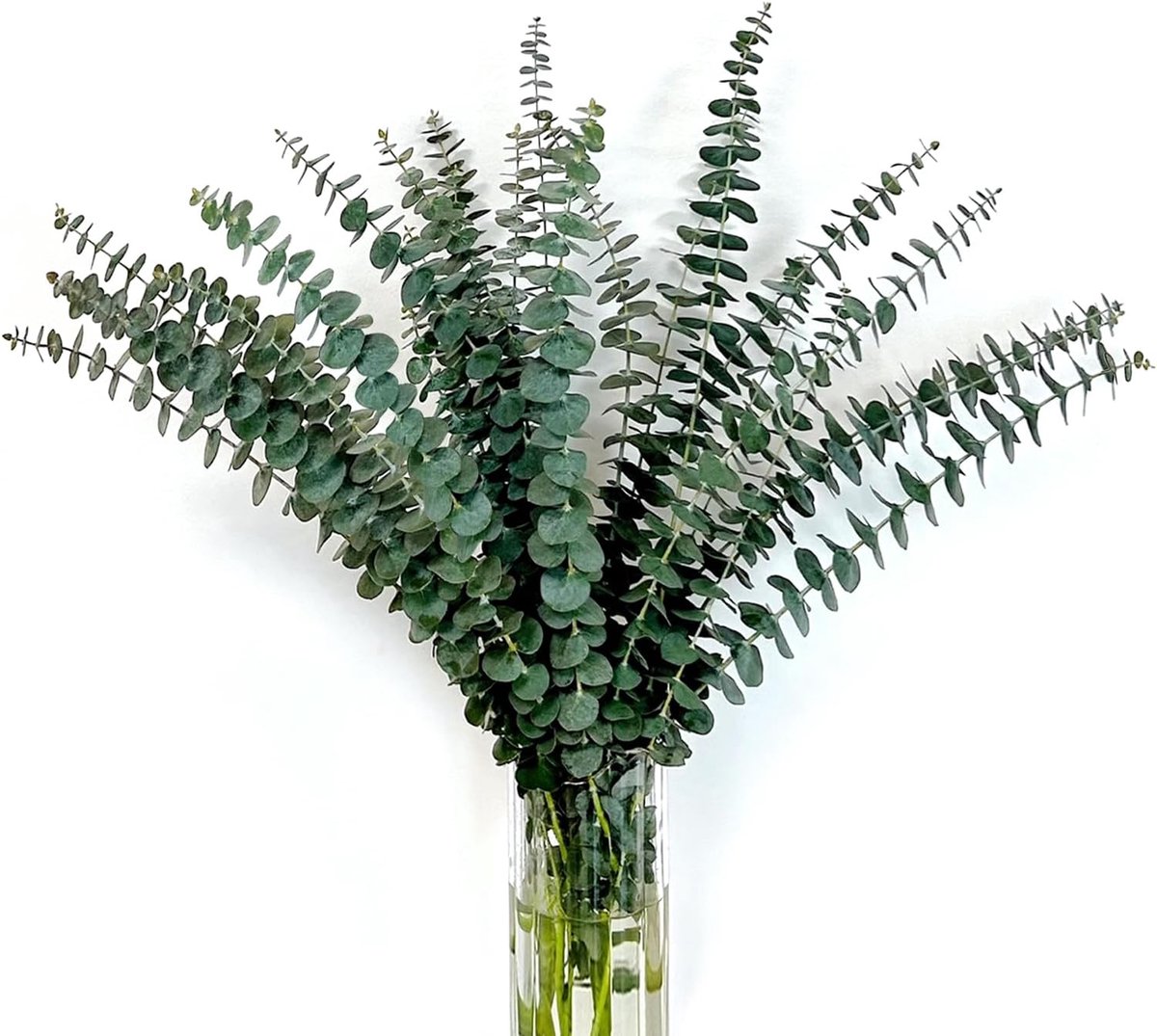 Gedroogde eucalyptusbundel, 45,7 cm, natuurlijke groene eucalyptusplant, echte eucalyptusstengels, eucalyptustakken, douche, eucalyptus, hangende geconserveerde eucalyptus voor bloemstuk