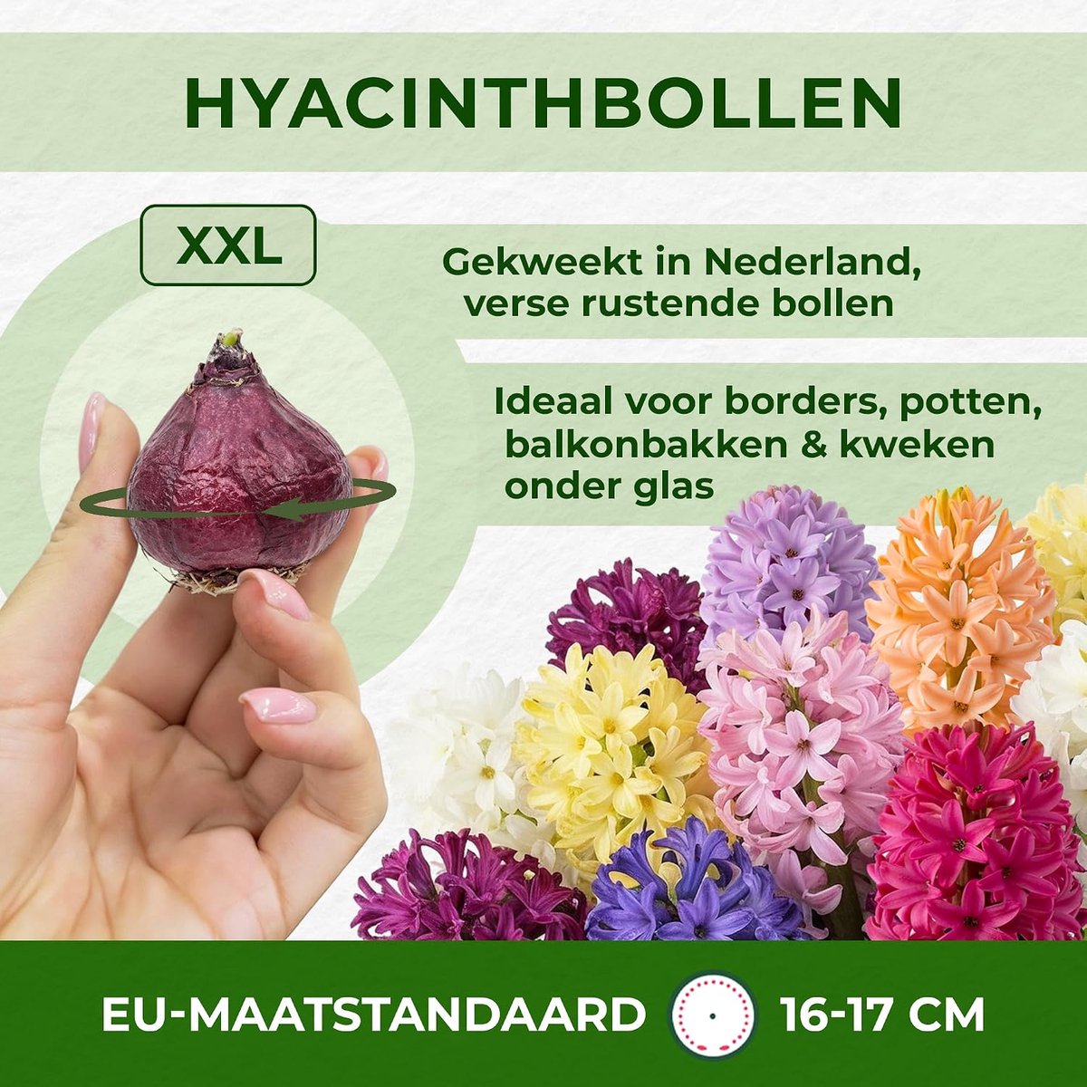 Paarse en roze mix (15 bollen), geurende hyacinten collectie