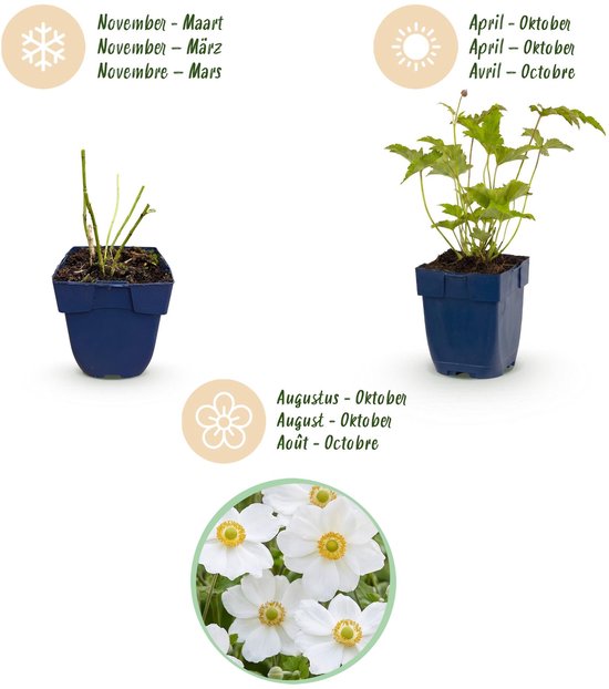Groei stadia van een witte Anemoon in een blauwe pot: winterrust, lentegroei en zomerse bloei met witte bloemen.