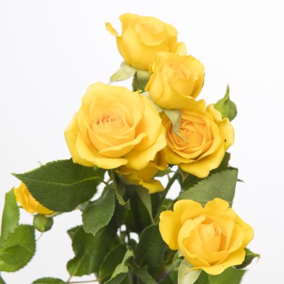 10x Rosa yellow babe 70cm