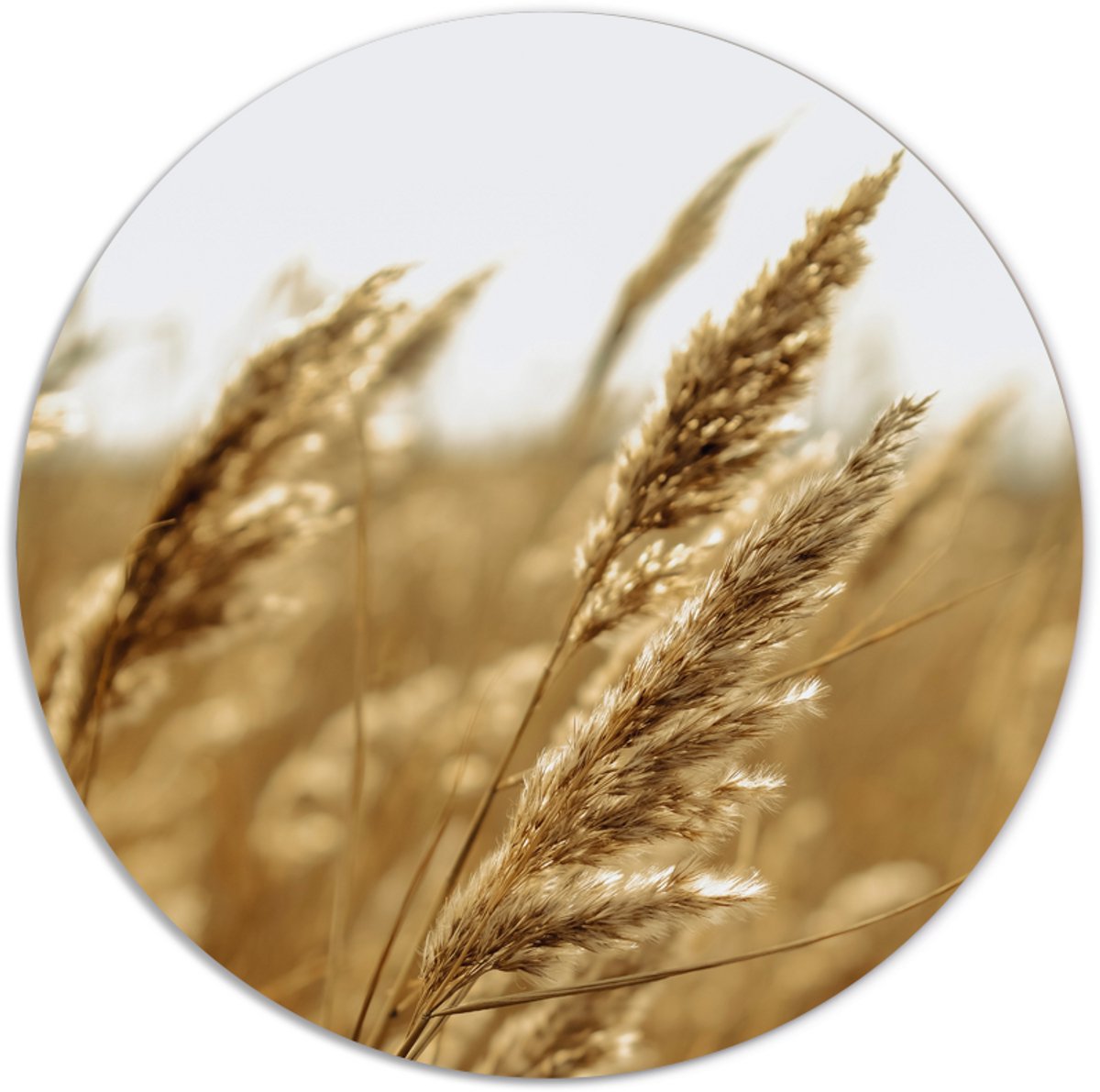 Label2X - Muurcirkel gold grain - Ø 25 cm - Dibond - Multicolor - Wandcirkel - Rond Schilderij - Muurdecoratie Cirkel - Wandecoratie rond - Decoratie voor woonkamer of slaapkamer