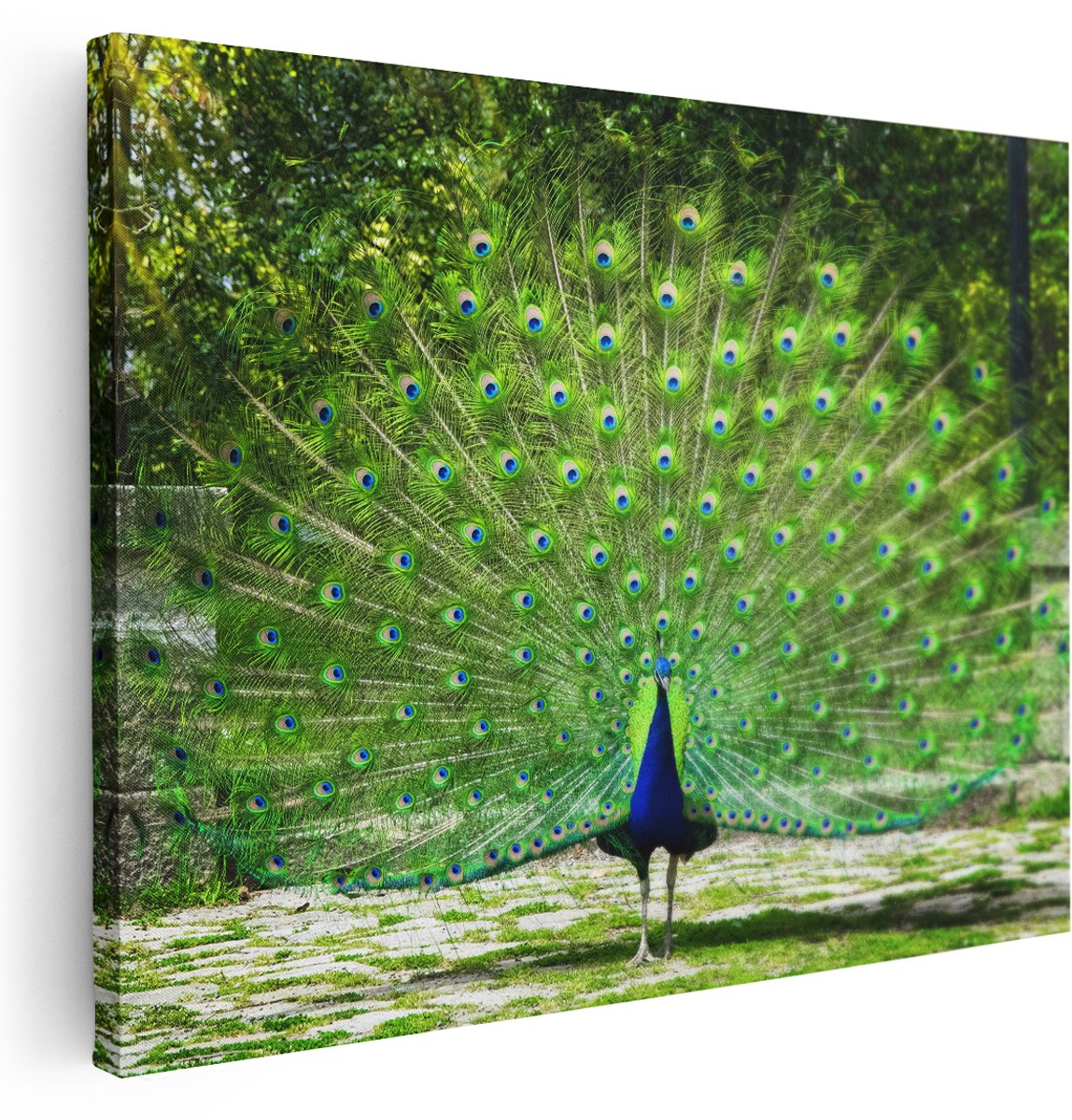 Artaza Canvas Schilderij Pauw Met Grote Kleurrijke Veren - 160x120 cm - Groot - Wanddecoratie Woonkamer - Schilderijen - Muurdecoratie