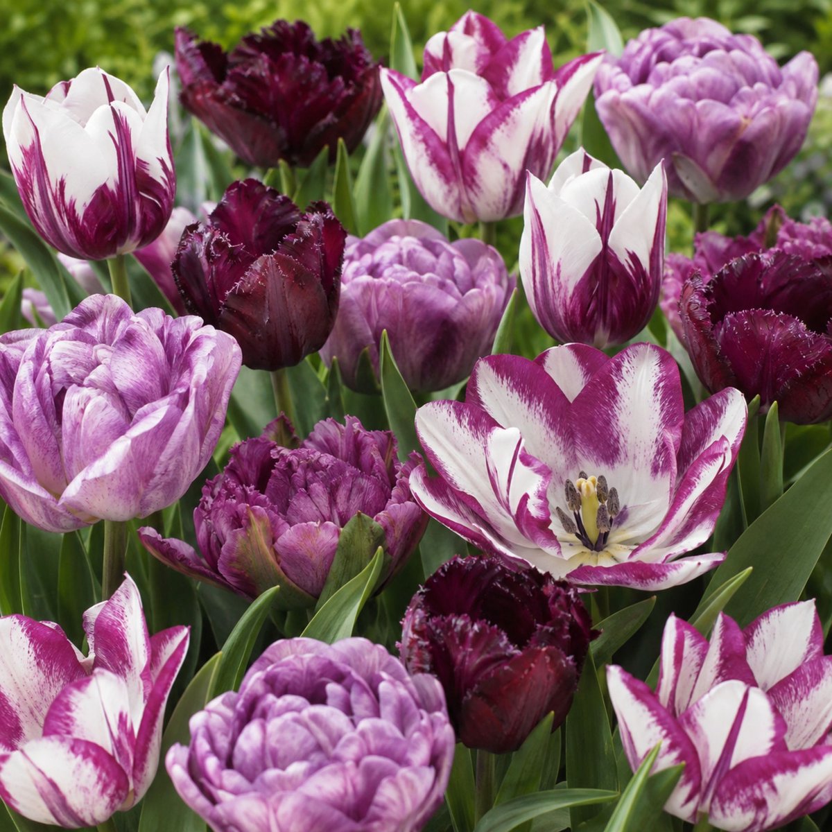 Tulpen Riviera mix - Tulipa double - Snijbloemen - Voorjaarsbollen - bloeit in April / Mei
