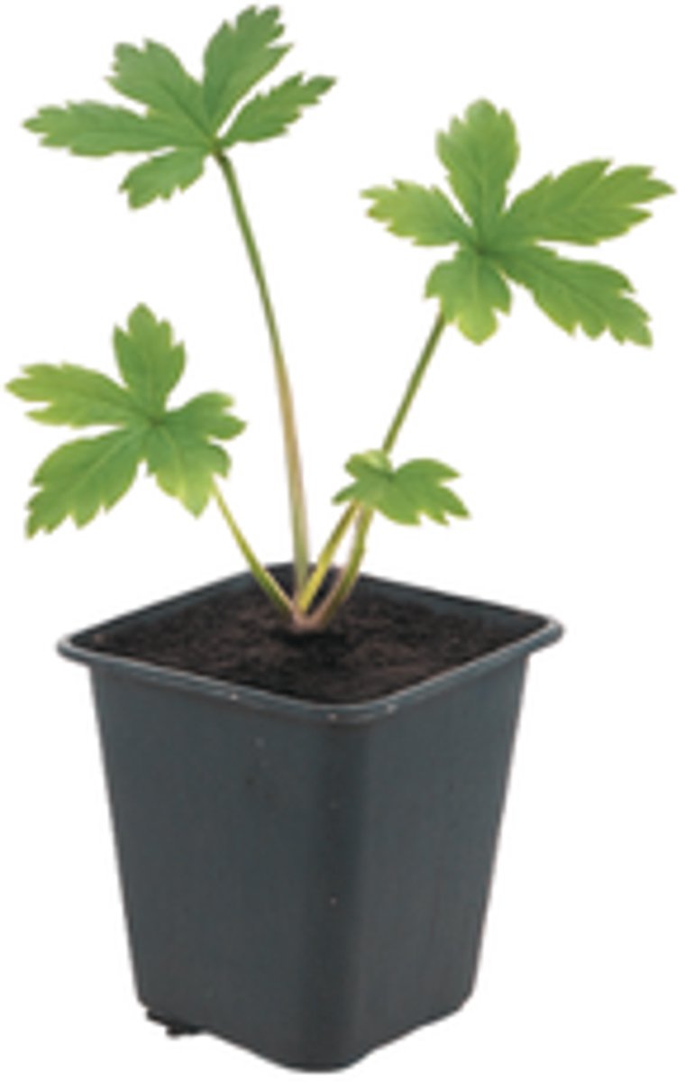 24x Astrantia major - 10-25cm - Ø9cm