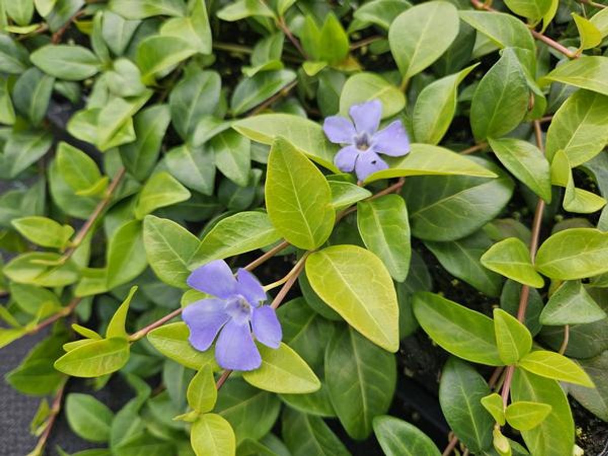 24x Vinca minor 'La Grave' - 10-25cm - Ø9cm