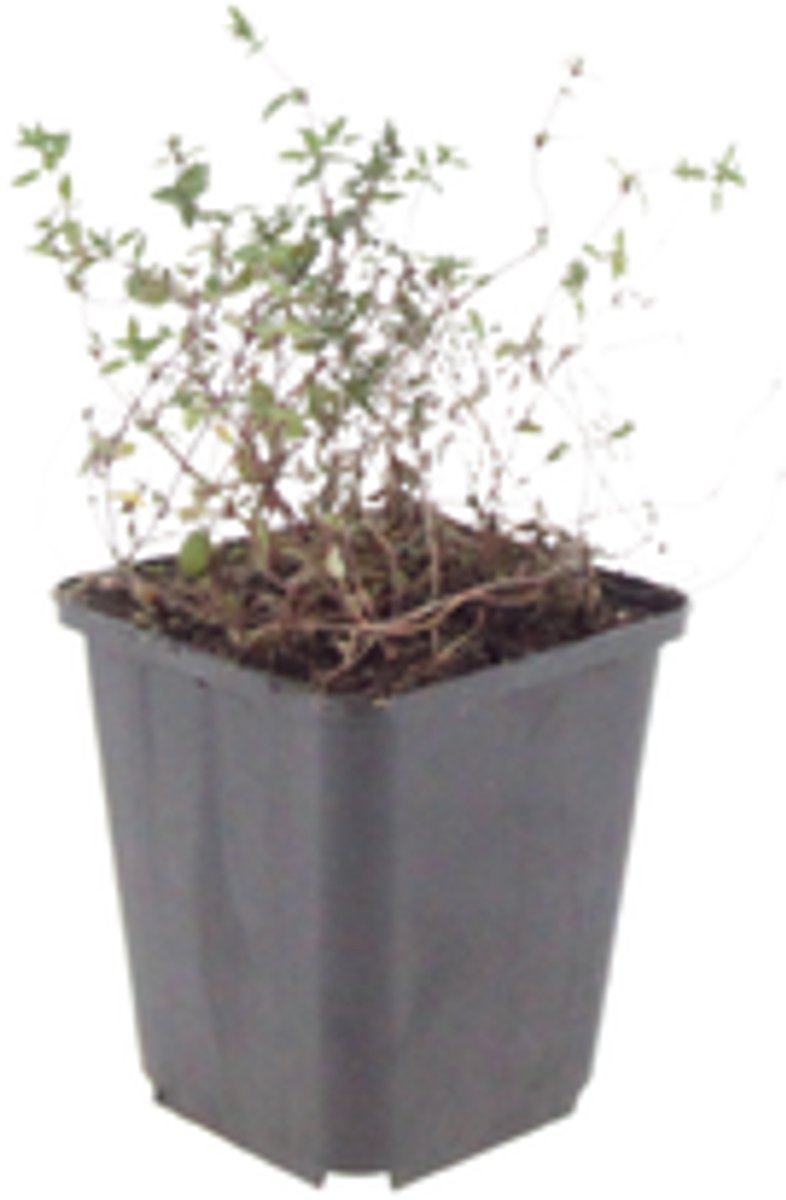 48x Thymus vulgaris - 10-25cm - Ø9cm