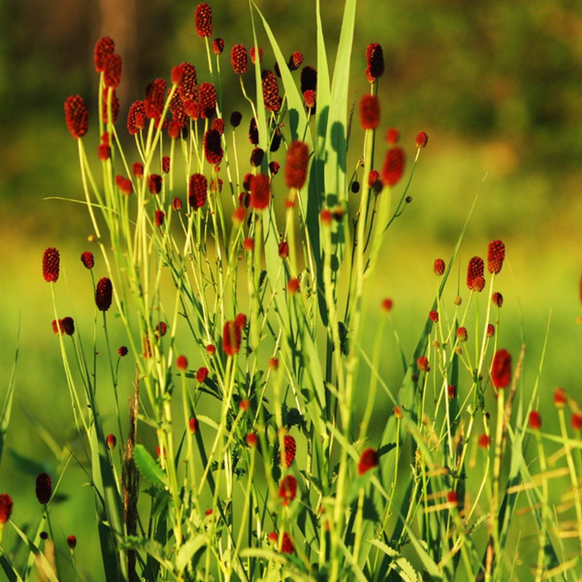 48x Sanguisorba o. 'Tanna' - 10-25cm - Ø9cm