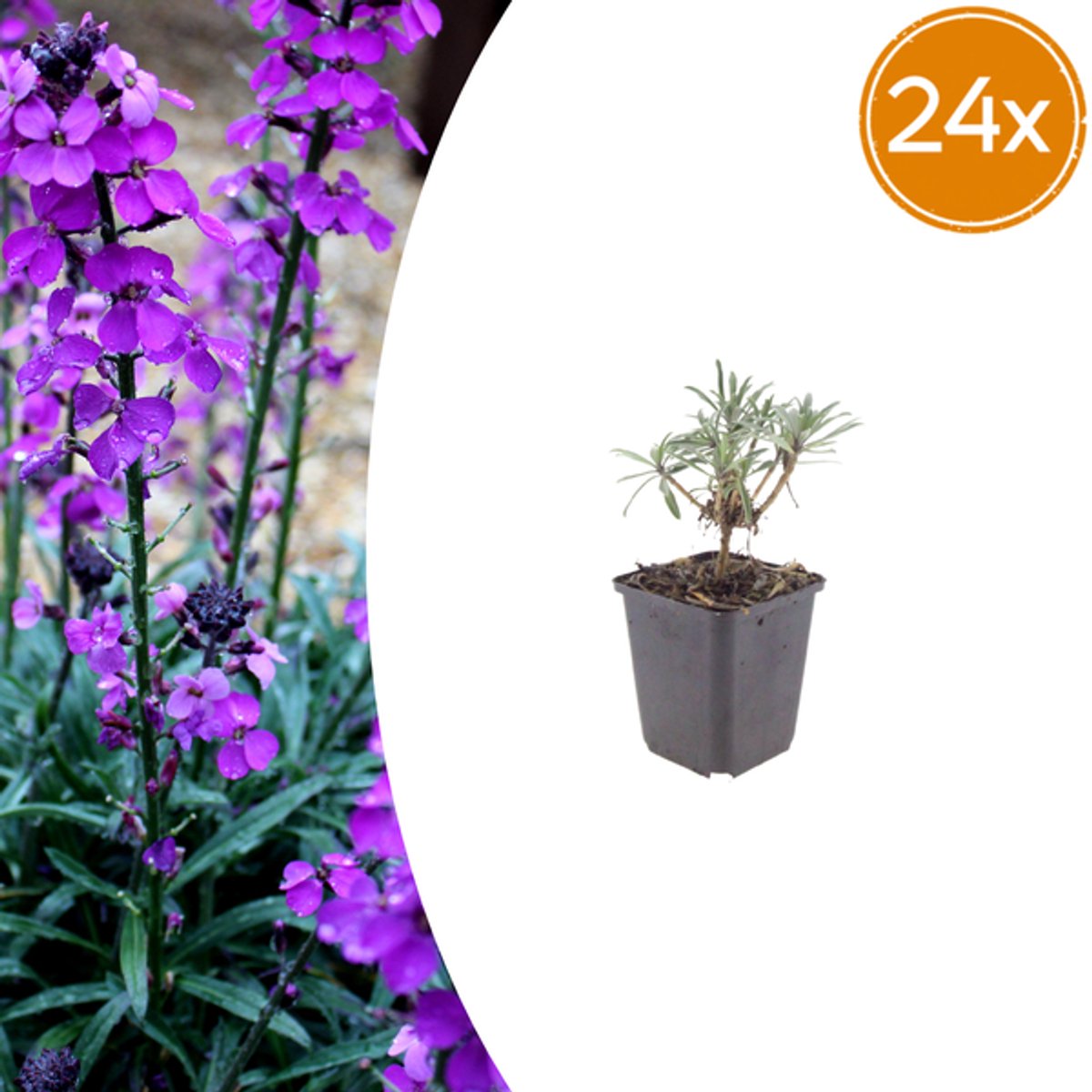 24x Erysimum 'Bowles' Mauve' - 10-25cm - Ø9cm
