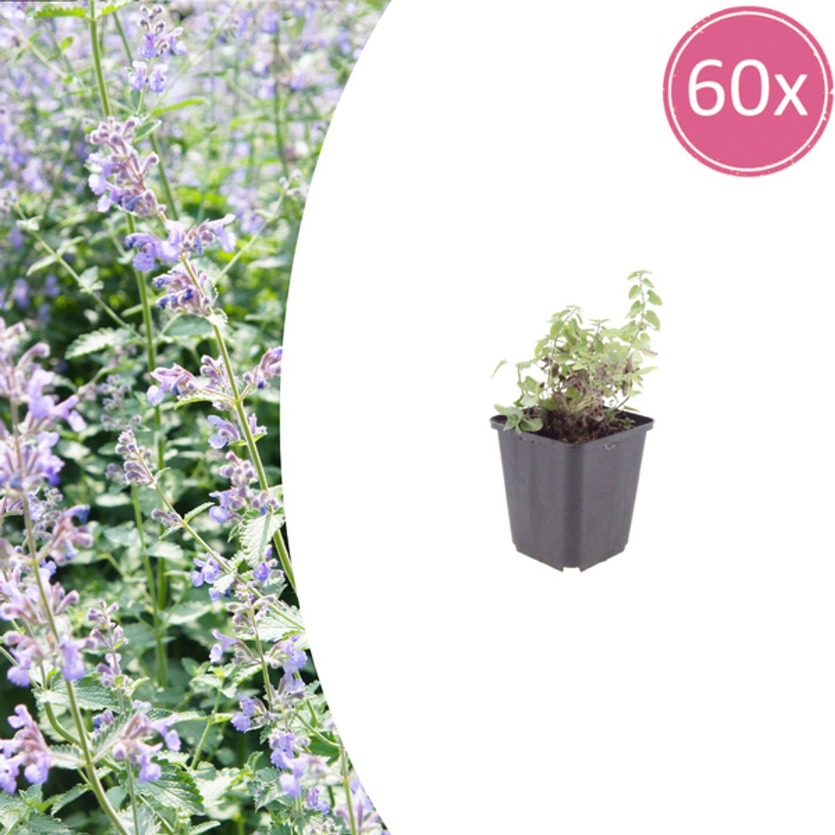 60x Nepeta faassenii - 10-25cm - Ø9cm