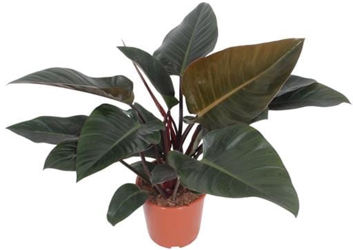 Philodendron Congo Red - Ø27cm - 80cm