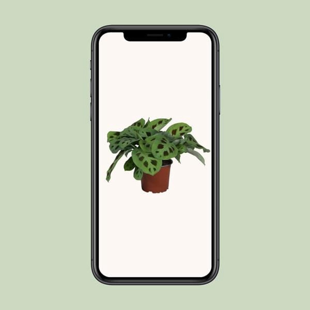 PROMO - Maranta Leuconeura Kerchoveana - Ø12cm - 30cm