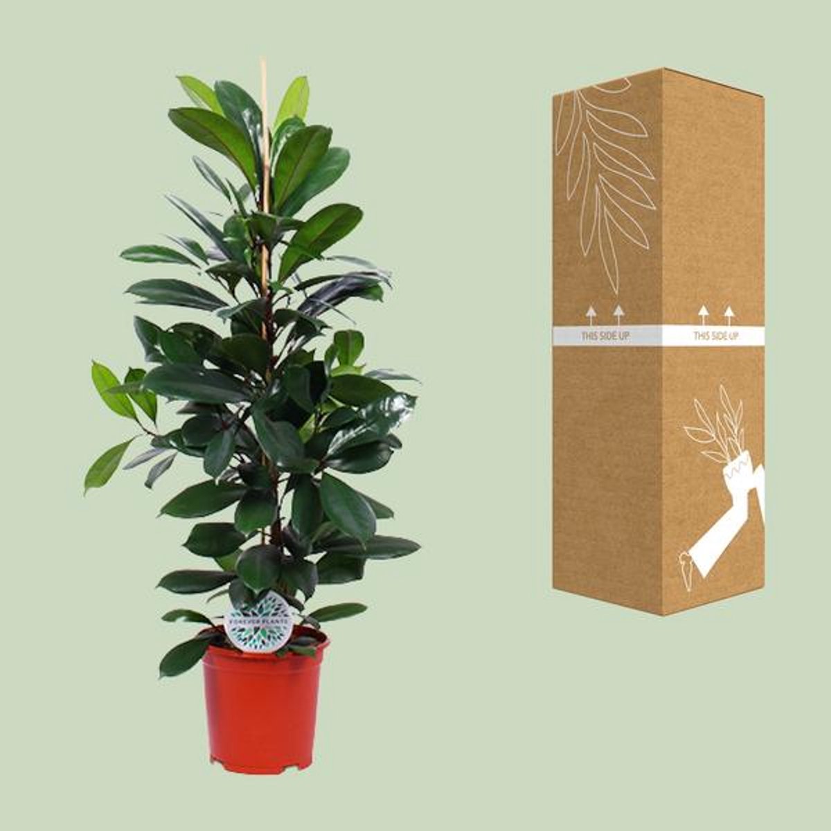 Ficus Cyathistipula - Ø21cm - 105cm