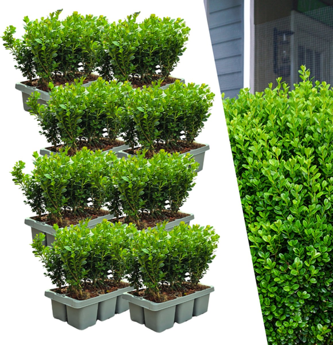 8 x 6-Pack Buxus NewGen Freedom – Winterharde Groenblijvende Struiken 48 x Ø7 cm - 15 cm | Compacte Buxus