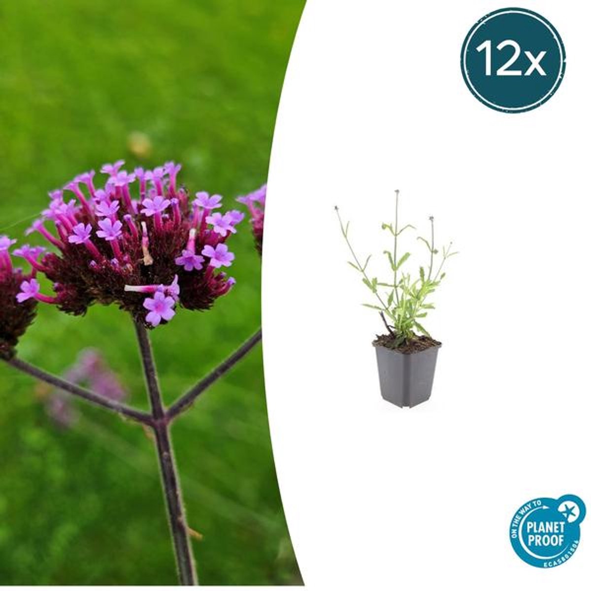 12x Verbena bon. 'Lollipop' - 10-25cm - Ø9cm