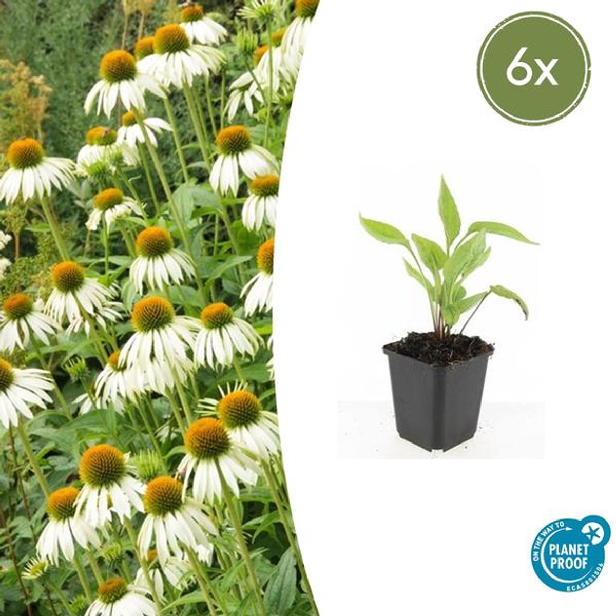 6x Echinacea p. 'White Swan' - 10-25cm - Ø9cm