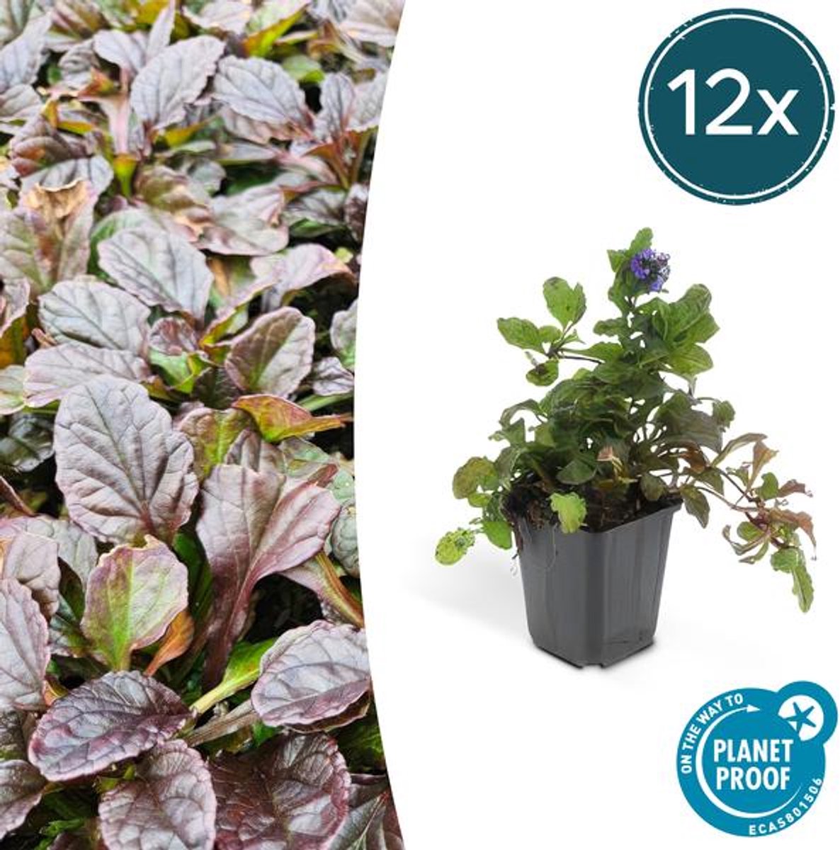 12x Ajuga reptans - 10-25cm - Ø9cm