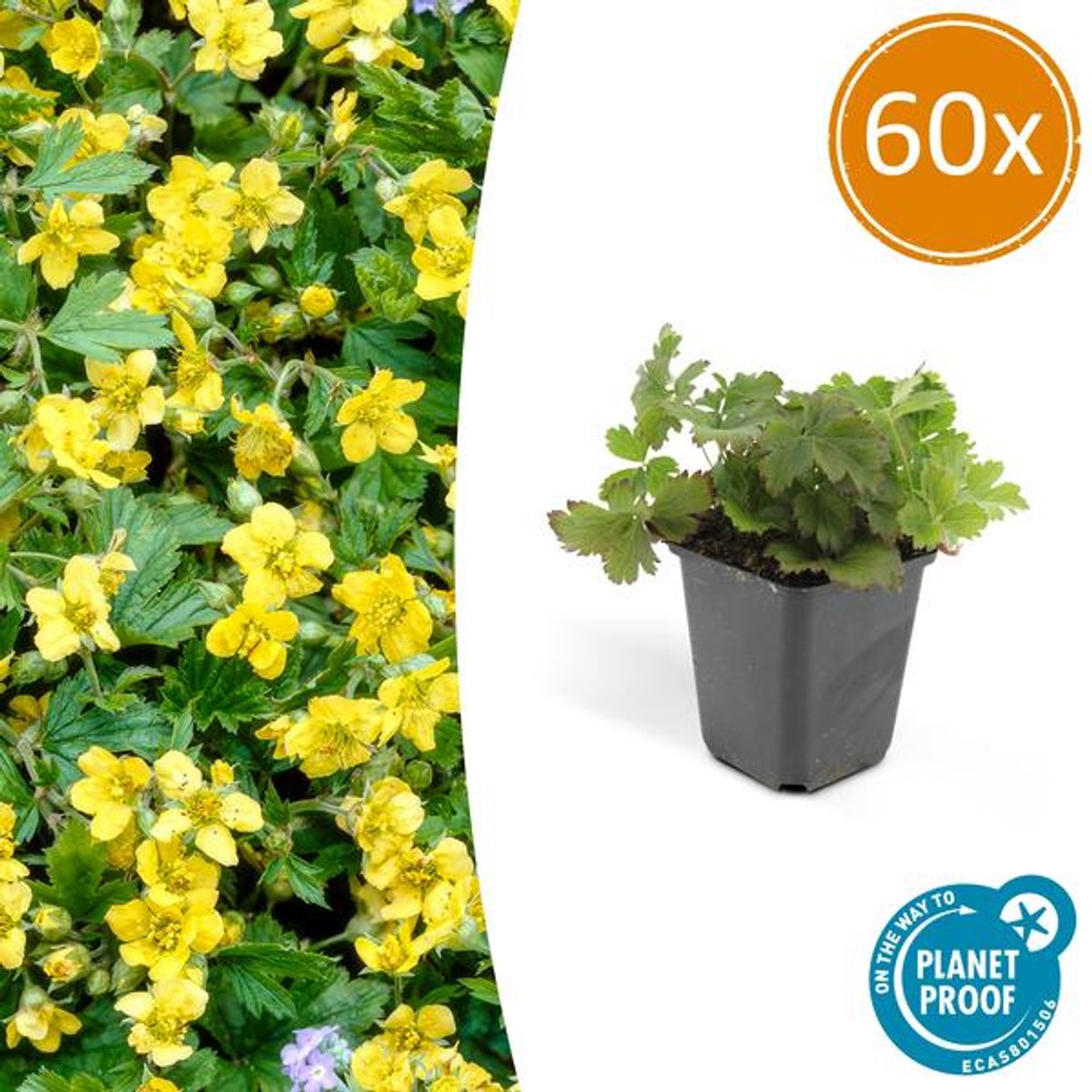 60x Waldsteinia ternata - 10-25cm - Ø9cm
